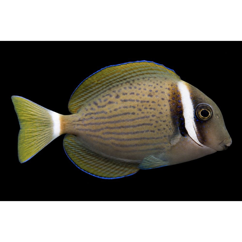 WHITE BAR TANG 